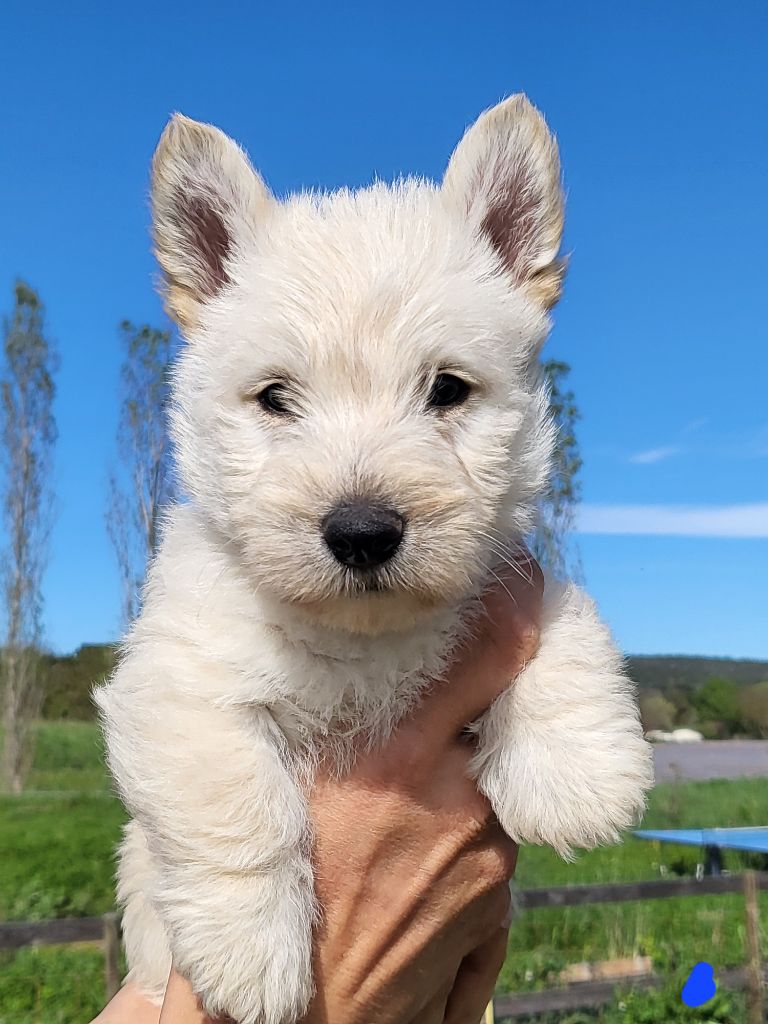 Elsa Bouteville - Chiot disponible  - Scottish Terrier