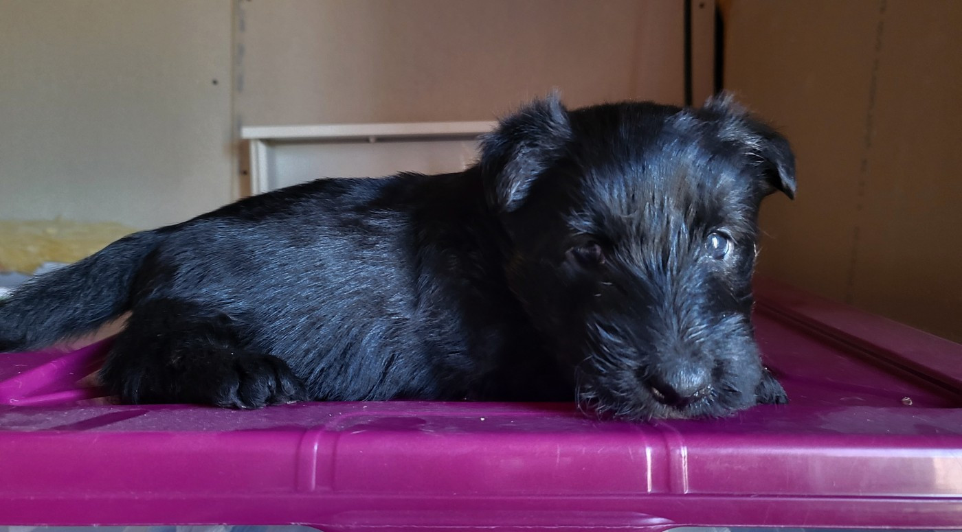 Elsa Bouteville - Chiots disponibles - Scottish Terrier