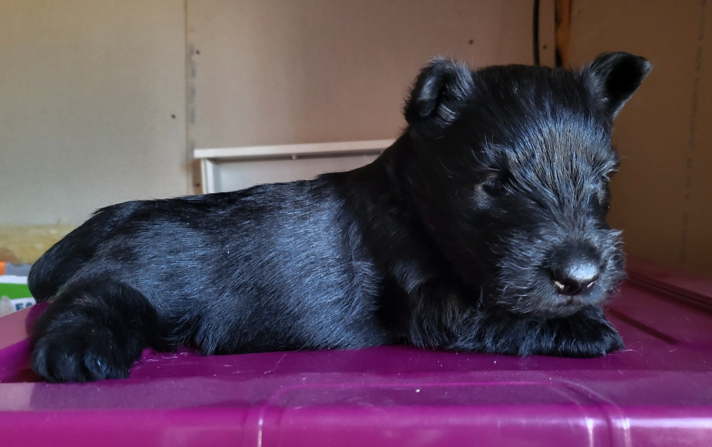 Elsa Bouteville - Chiots disponibles - Scottish Terrier