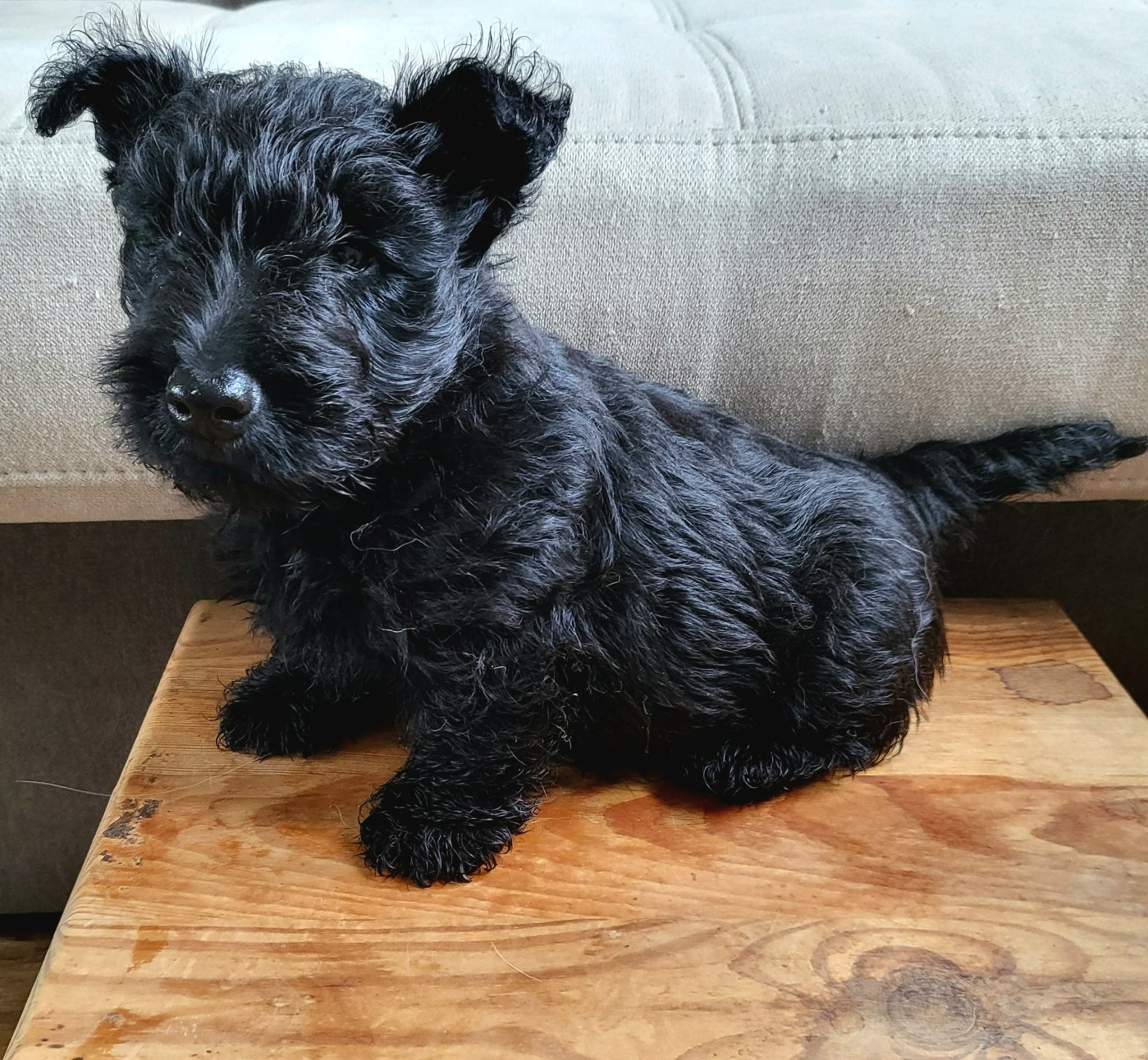 Elsa Bouteville - Chiots disponibles - Scottish Terrier