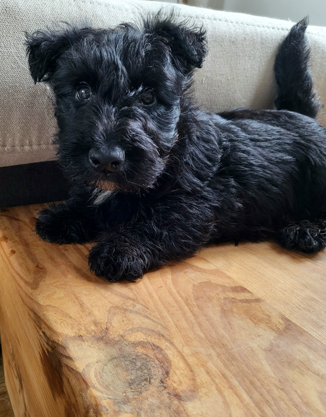 Elsa Bouteville - Chiots disponibles - Scottish Terrier