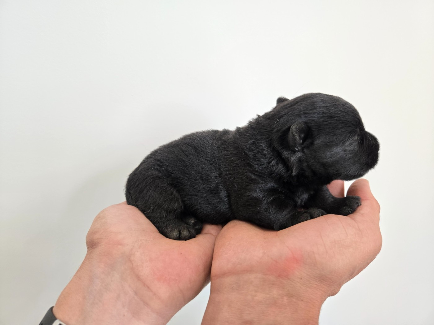 Elsa Bouteville - Chiots disponibles - Scottish Terrier