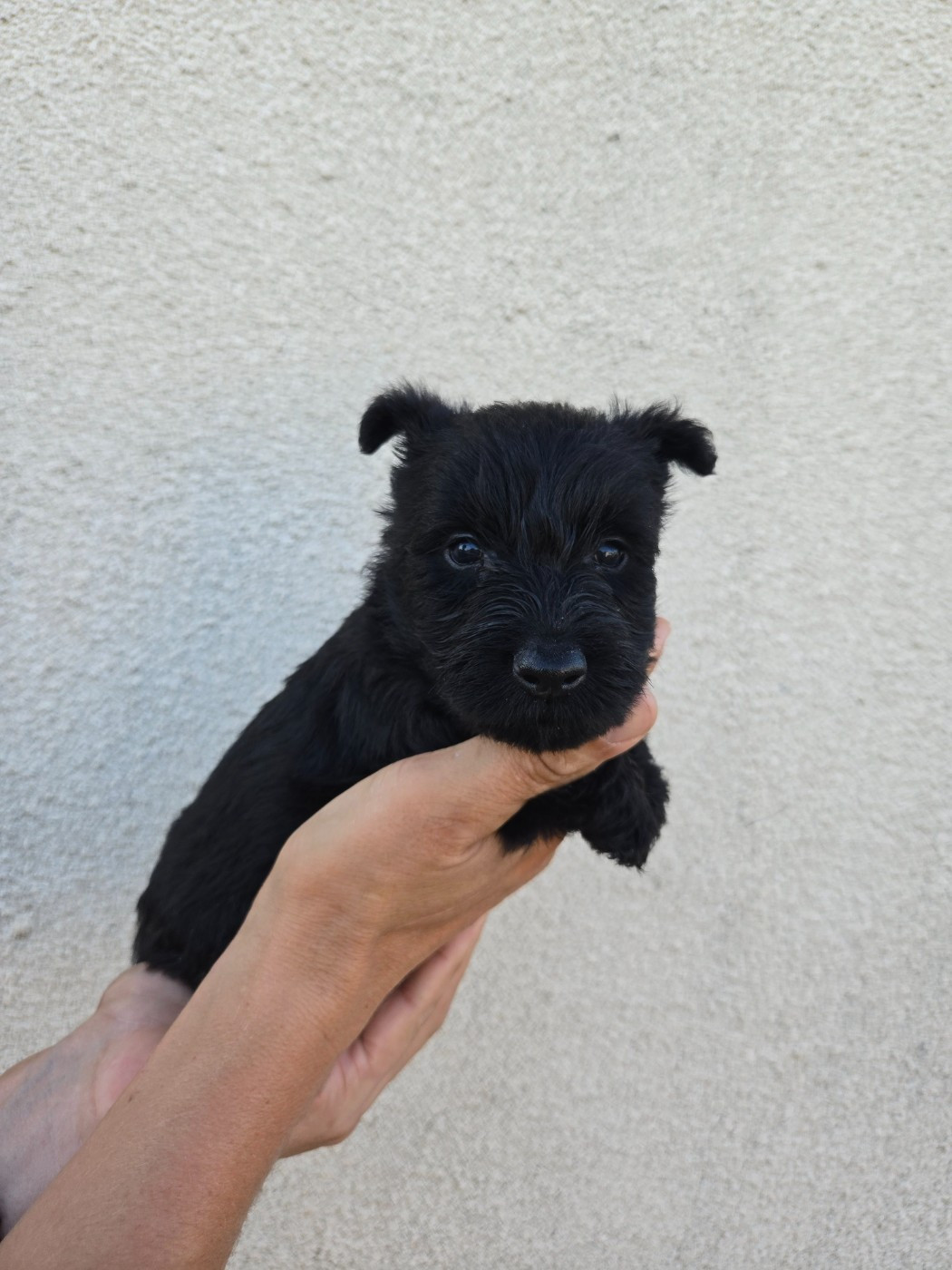 Elsa Bouteville - Scottish Terrier - Portée née le 02/05/2026