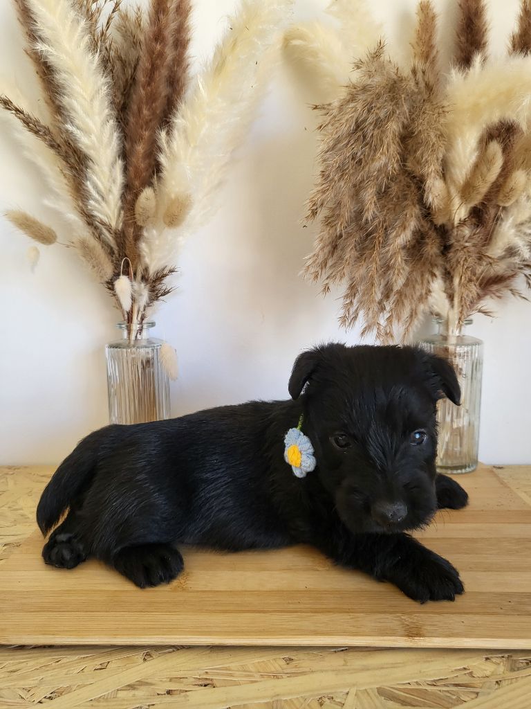 Elsa Bouteville - Scottish Terrier - Portée née le 30/05/2025