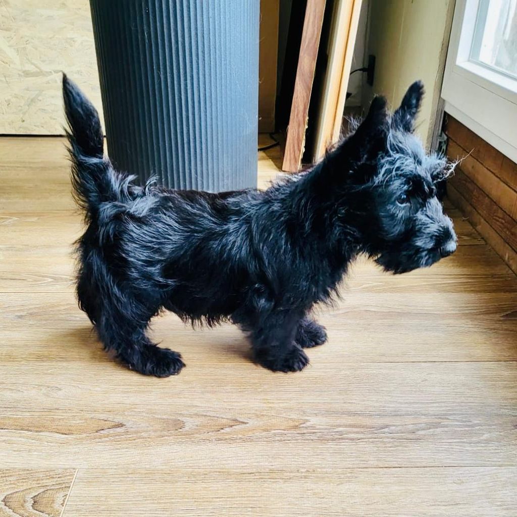 Elsa Bouteville - Scottish Terrier - Portée née le 12/02/2025